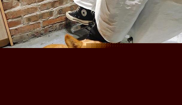 探索全新版狗狗玄机，揭秘77777与88888的神秘面纱，揭秘狗狗玄机，探寻全新版数字组合77777与88888的神秘面纱