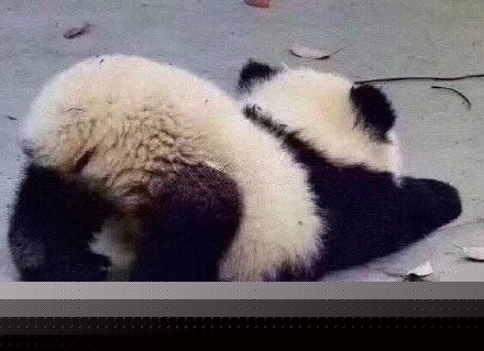 澳门今晚必开一肖一码，探索生肖彩票的奥秘与四不像现象，澳门生肖彩票探索，神秘一码定胜负与四不像现象揭秘